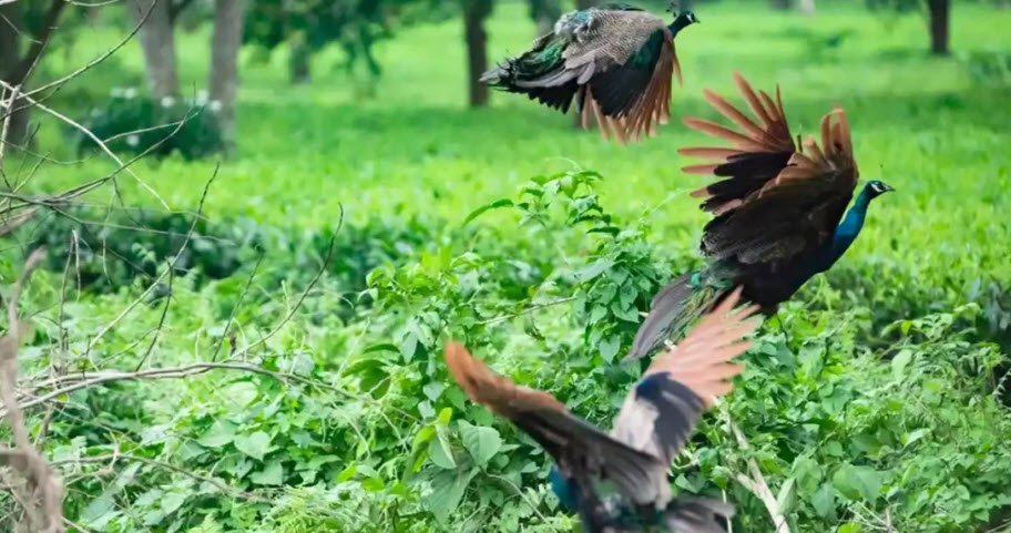 Barnadi Wildlife Sanctuary, Udalguri, Assam - Vushii.com